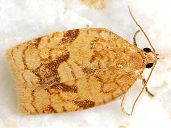 Choristoneura lafauryana Rag. adulte - �Friedmar Graf