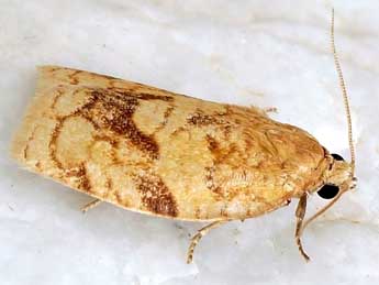 Choristoneura lafauryana Rag. adulte - �Friedmar Graf