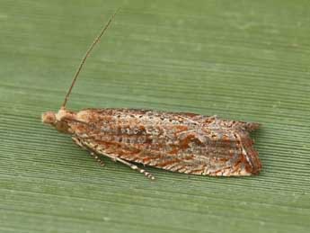 &copy;Lionel Taurand. Bactra lancealana Hb.