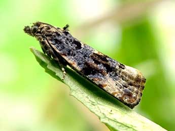 Endothenia lapideana H.-S. adulte - �Philippe Mottet