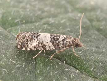 Spilonota laricana Hein. adulte - �Philippe Mothiron