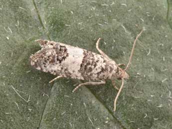 Spilonota laricana Hein. adulte - �Philippe Mothiron