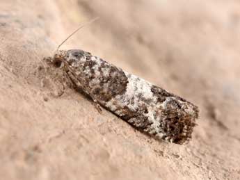 Spilonota laricana Hein. adulte - �Philippe Mothiron