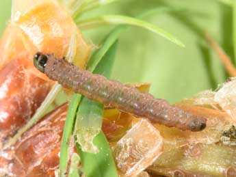  Chenille de Spilonota laricana Hein. - �Philippe Mothiron