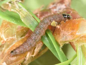  Chenille de Spilonota laricana Hein. - �Philippe Mothiron