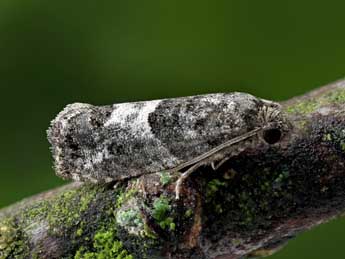 Spilonota laricana Hein. adulte - �Patrick Clement