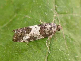 Spilonota laricana Hein. adulte - �Philippe Mothiron