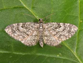Eupithecia lariciata Frr adulte - �Philippe Mothiron