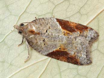 Acleris laterana F. adulte - �Patrick Clement