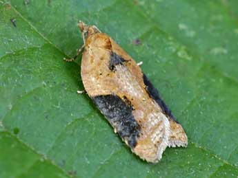 Acleris laterana F. adulte - �Lionel Taurand