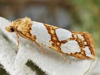 Eugnosta lathoniana Hb. adulte - �Friedmar Graf