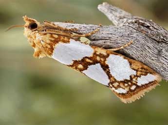 Eugnosta lathoniana Hb. adulte - �Friedmar Graf