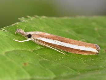 Agriphila latistria Hw. adulte - �Philippe Mothiron