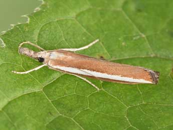 Agriphila latistria Hw. adulte - �Philippe Mothiron