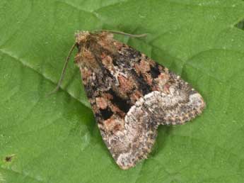 Oligia latruncula D. & S. adulte - �Philippe Mothiron