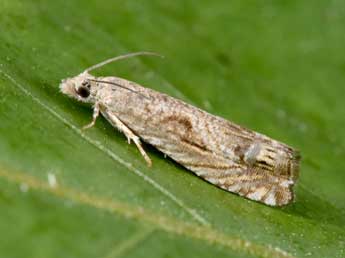 Selania leplastriana Curt. adulte - �Philippe Mothiron