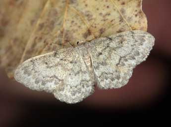 Idaea libycata Bartel adulte - �Jean Haxaire