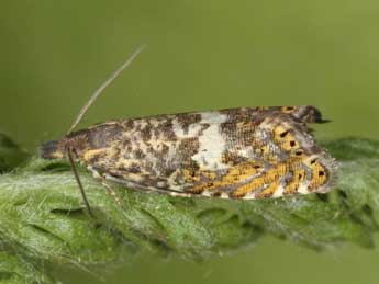 Dichrorampha ligulana H.-S. adulte - �J�rg Schmid