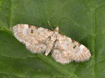Eupithecia liguriata Mill. adulte - �Philippe Mothiron