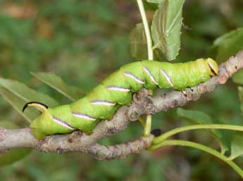  Chenille de Sphinx ligustri L. - �Philippe Mothiron