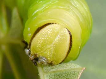  Chenille de Sphinx ligustri L. - �Philippe Mothiron