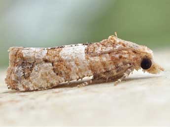 Lobesia limoniana Mill. adulte - �Friedmar Graf