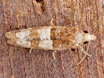 Lobesia limoniana Mill. adulte - �Friedmar Graf