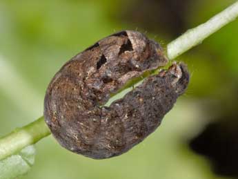  Chenille de Epilecta linogrisea D. & S. - �Philippe Mothiron