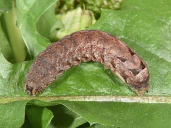  Chenille de Epilecta linogrisea D. & S. - �Philippe Mothiron