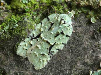 Acleris literana L. adulte - �Patrick Clement