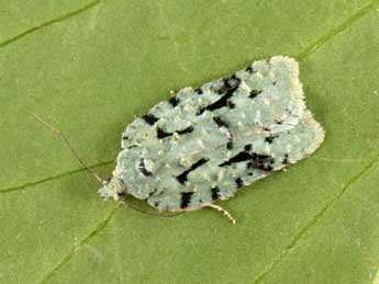 Acleris literana L. adulte - �Philippe Mothiron