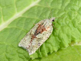 Acleris literana L. adulte - �Philippe Mothiron