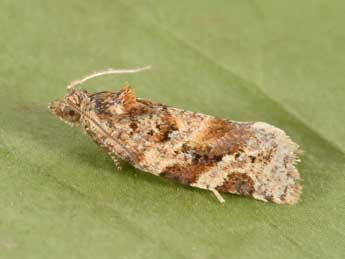 Argyrotaenia ljungiana Thnbg adulte - �Philippe Mothiron