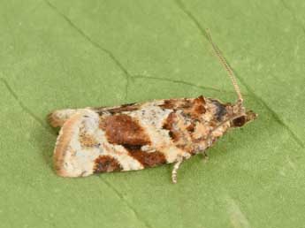 Argyrotaenia ljungiana Thnbg adulte - �Philippe Mothiron