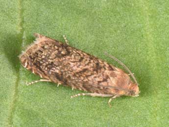 Grapholita lobarzewskii Nowicki adulte - �Philippe Mothiron