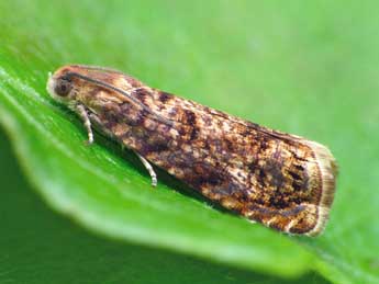 Grapholita lobarzewskii Nowicki adulte - �Patrick Clement