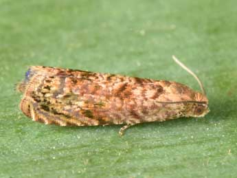 Grapholita lobarzewskii Nowicki adulte - �Philippe Mothiron