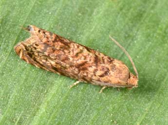 Grapholita lobarzewskii Nowicki adulte - �Philippe Mothiron