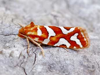 Aneuxanthis locupletana Hb. adulte - �Lionel Taurand