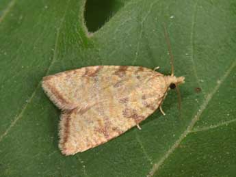 Aleimma loeflingiana L. adulte - �Philippe Mothiron