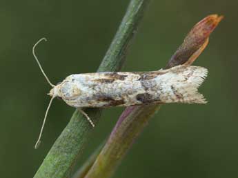 Cnephasia longana Hw. adulte - �Patrick Clement