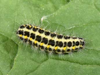  Chenille de Zygaena lonicerae Scheven - �Philippe Mothiron