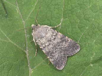 Standfussiana lucernea L. adulte - �Philippe Mothiron