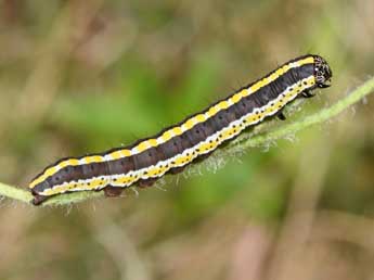  Chenille de Cucullia lucifuga D. & S. - �Philippe Mothiron