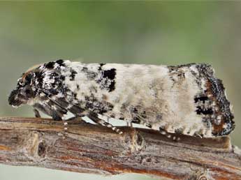 Eucosma lugubrana Tr. adulte - �Friedmar Graf