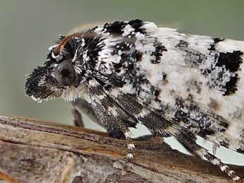 Eucosma lugubrana Tr. adulte - �Friedmar Graf