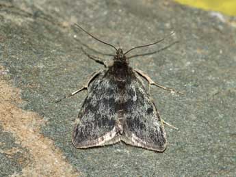 Orenaia lugubralis Led. adulte - �J�rg Schmid