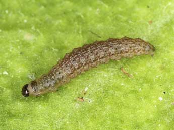  Chenille de Orenaia lugubralis Led. - �J�rg Schmid