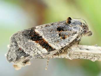 Philedonides lunana Thnbg adulte - �Friedmar Graf