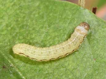  Chenille de Anchoscelis lunosa Hw. - �Philippe Mothiron